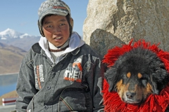 hr31-tibetan-mastiff-tibet