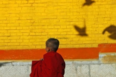 hr51-child-monk-tibet